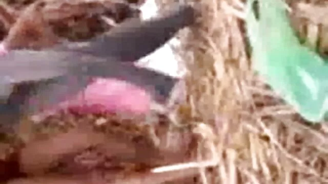 அற்புதமான பொன்னிற அமெச்சூர் கழுதை பொம்மை நண்பர்கள், காதலி ஆபாச மற்றும் செக்ஸ்
