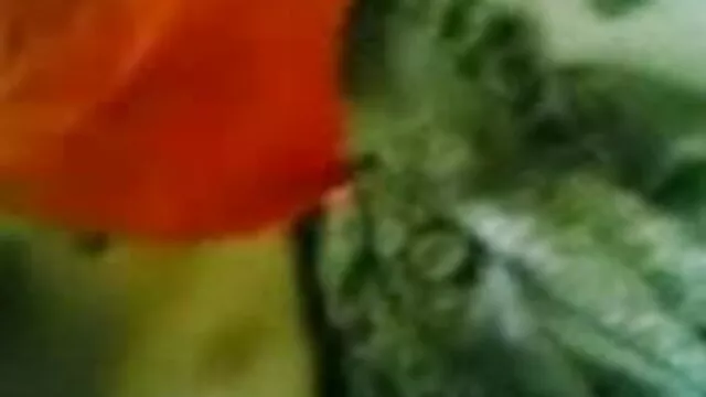 டீனேஜர். கிரீம். தொடங்குபவர்கள். fappy செக்ஸ் வீடியோக்கள் 5